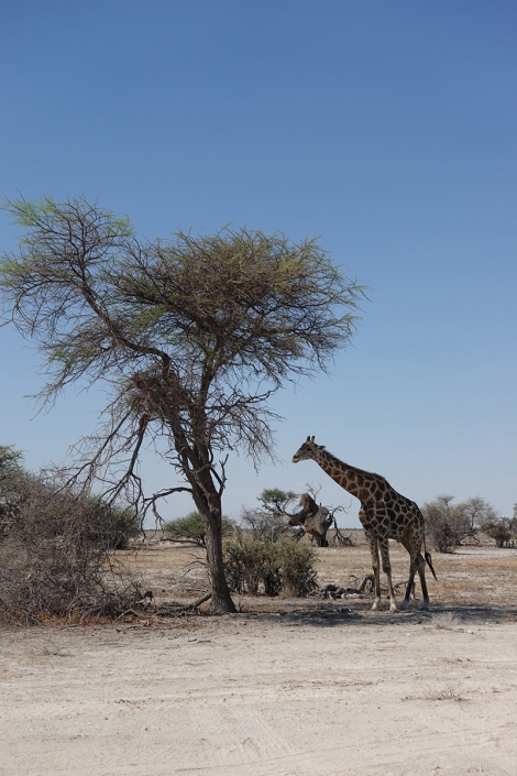 Harry Schobesberger in Afrika