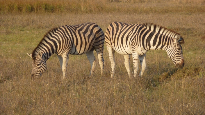 Safari in Afrika