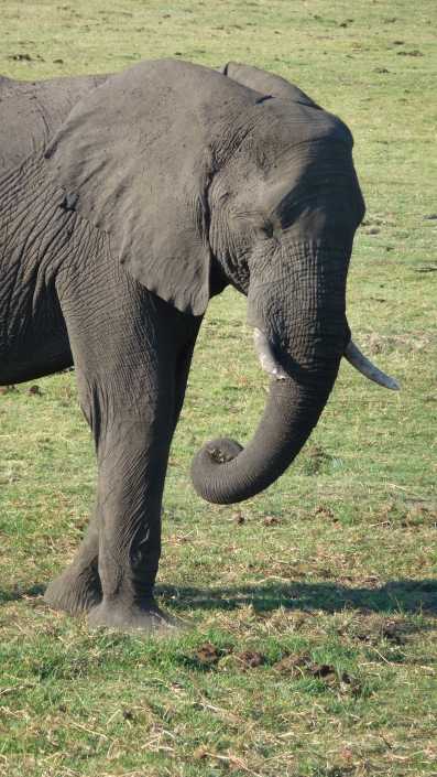 Safari in Afrika