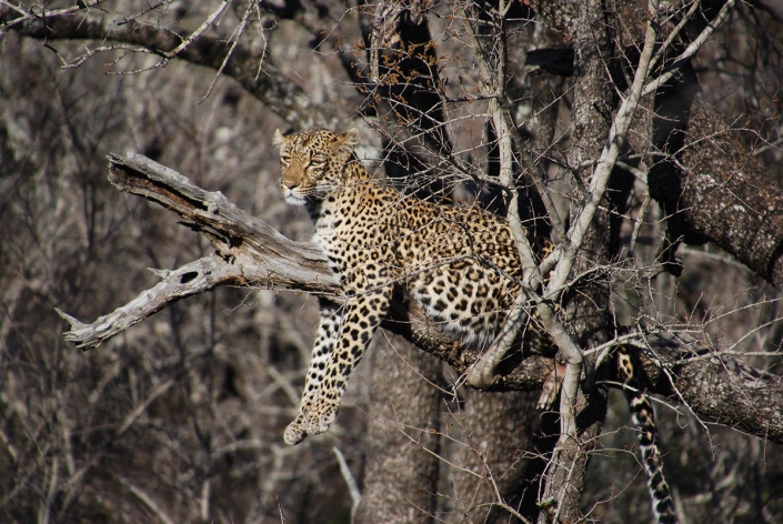 Safari in Afrika
